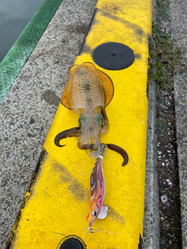 臼杵湾