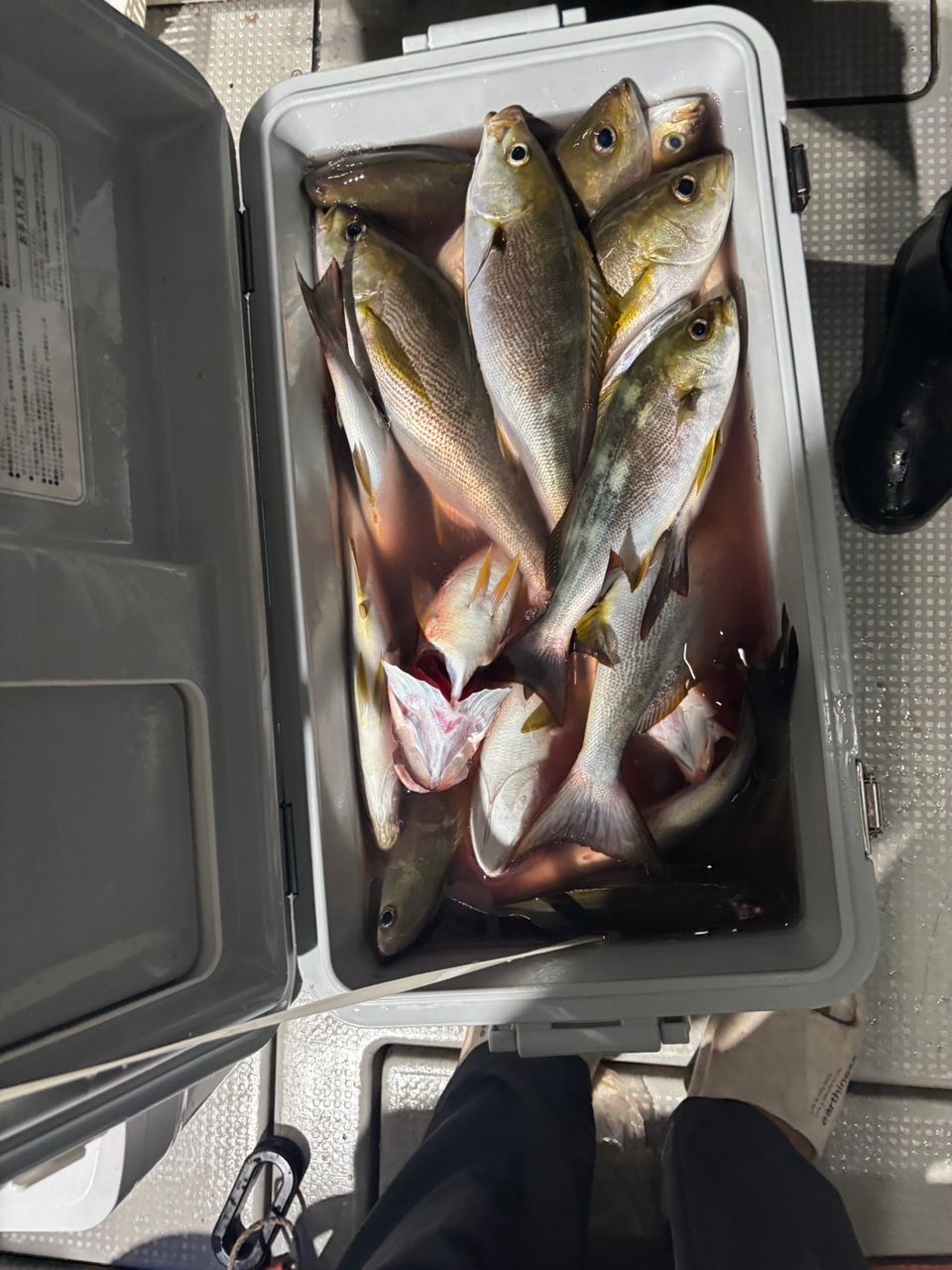 田畑良朗@なつき丸さんの釣果 2枚目の画像
