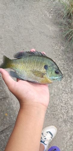 ブルーギルの釣果