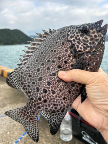 イシガキダイの釣果