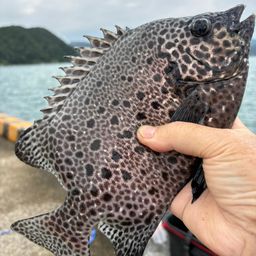 イシガキダイ