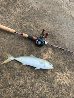 コズクラの釣果