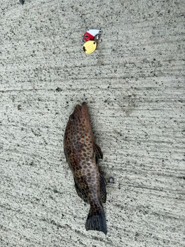 オオモンハタの釣果