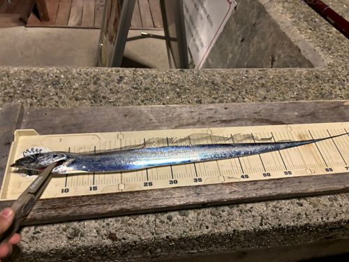 タチウオの釣果