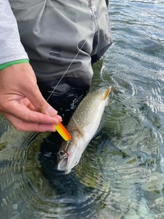 レイクトラウトの釣果