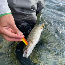 レイクトラウト