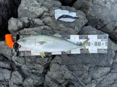 ヒラマサの釣果