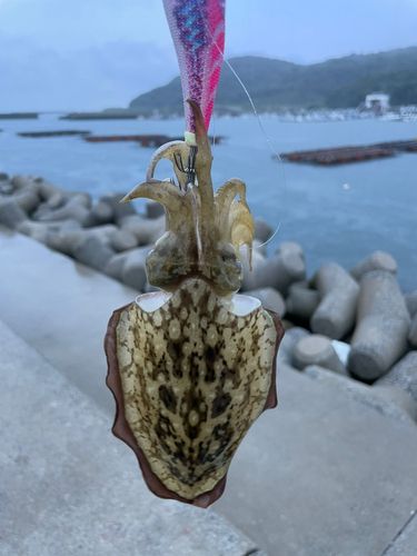 コウイカの釣果