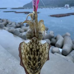 コウイカ