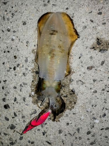 アオリイカの釣果