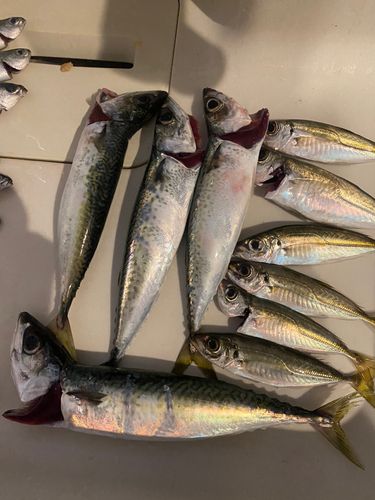 ゴマサバの釣果