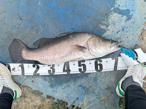 バラマンディの釣果
