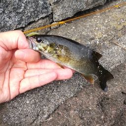 スモールマウスバス