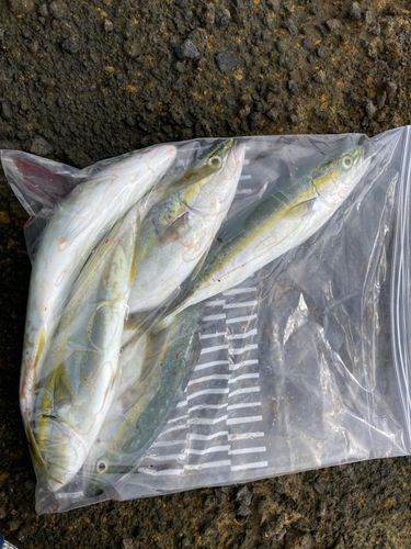 コゾクラの釣果