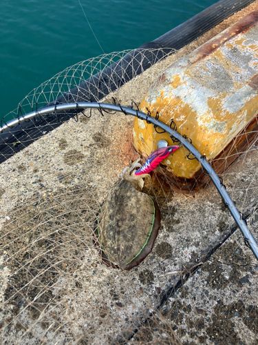 コウイカの釣果