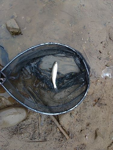 ウグイの釣果