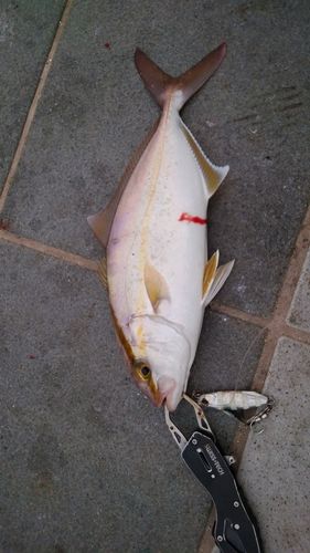 カンパチの釣果