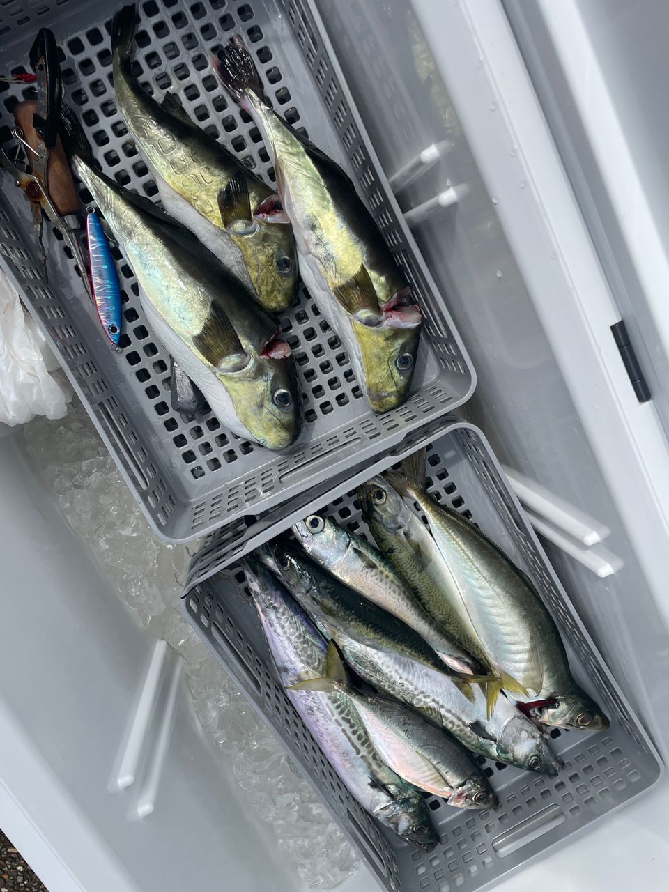 たなかにさんの釣果 1枚目の画像