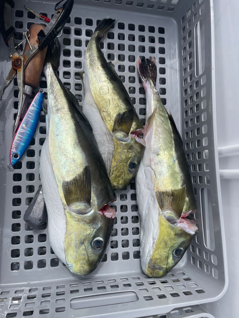 たなかにさんの釣果 2枚目の画像