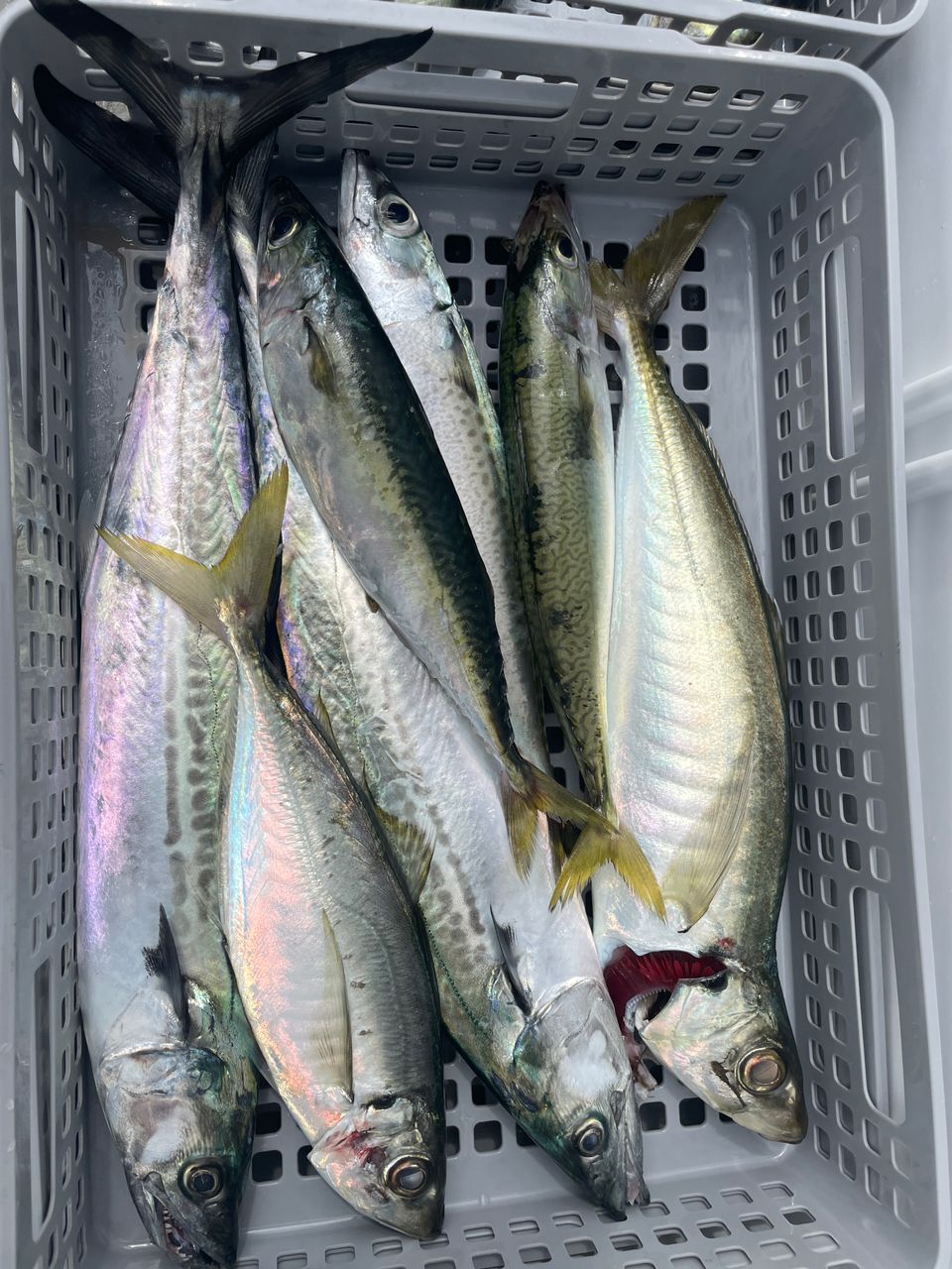 たなかにさんの釣果 3枚目の画像