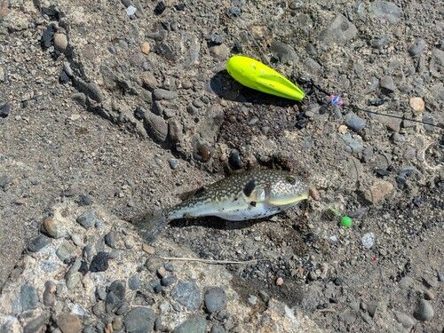 フグの釣果