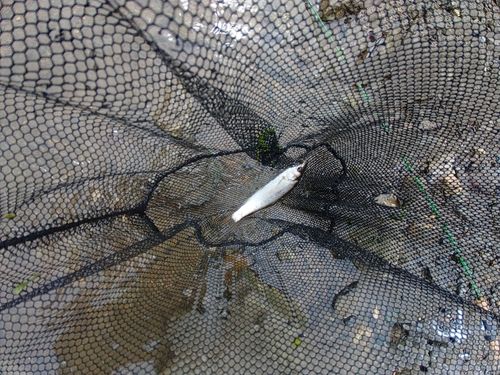 ウグイの釣果
