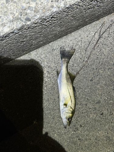 セイゴ（マルスズキ）の釣果