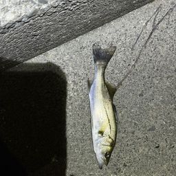 セイゴ（マルスズキ）