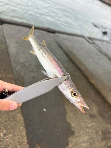 カマスの釣果