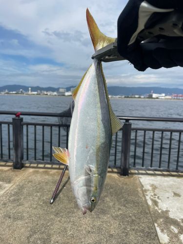 ツバスの釣果