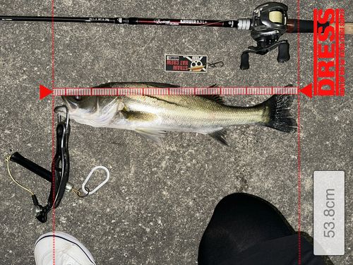 シーバスの釣果