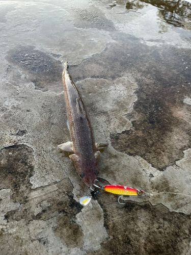 エソの釣果