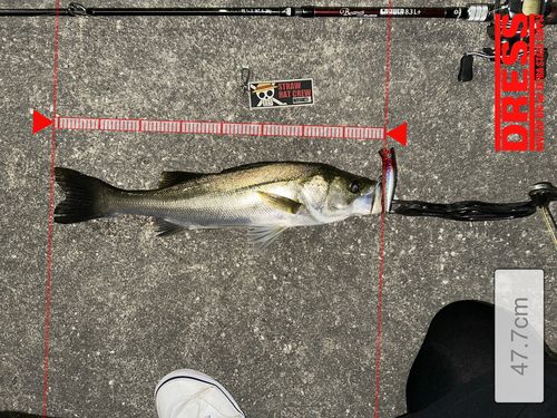 シーバスの釣果