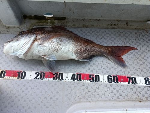 マダイの釣果