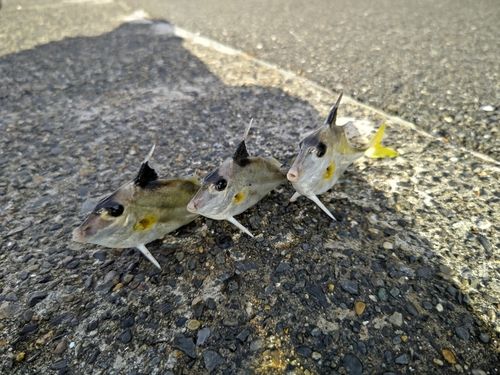 ギマの釣果