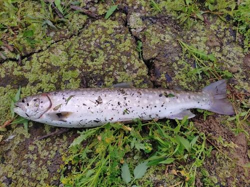 イワナの釣果