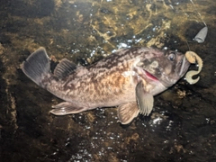 クロソイの釣果
