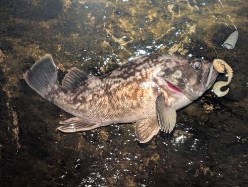 クロソイの釣果