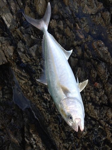 カンパチの釣果
