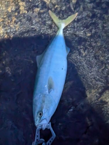ワカシの釣果