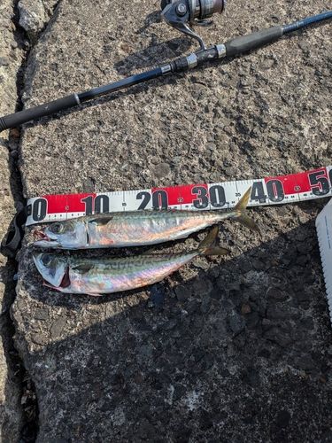 サバの釣果