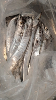 タチウオの釣果