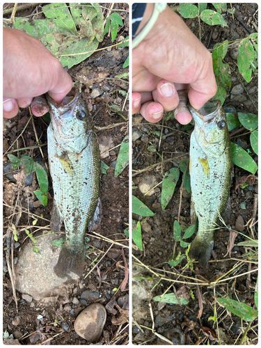ラージマウスバスの釣果