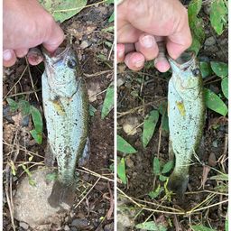 ラージマウスバス