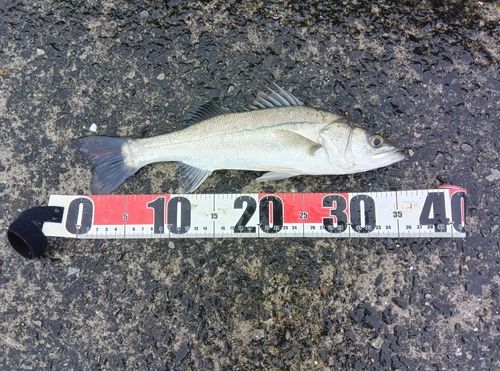 スズキの釣果
