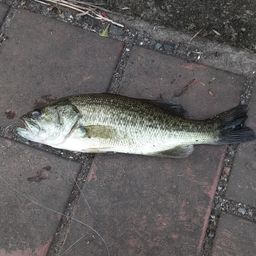 ラージマウスバス