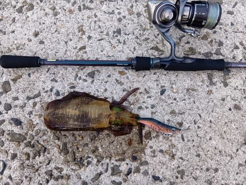 アオリイカの釣果