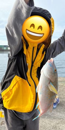 ブダイの釣果