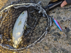 ワカシの釣果