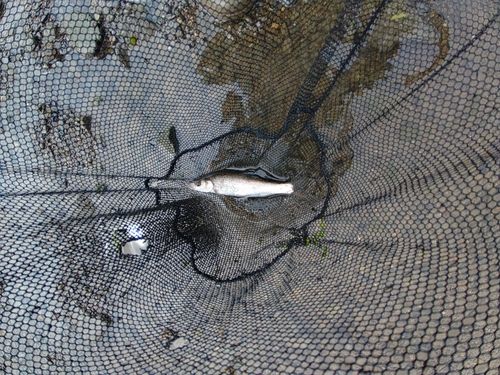 ウグイの釣果